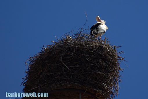 Foto: cigea en el nido
