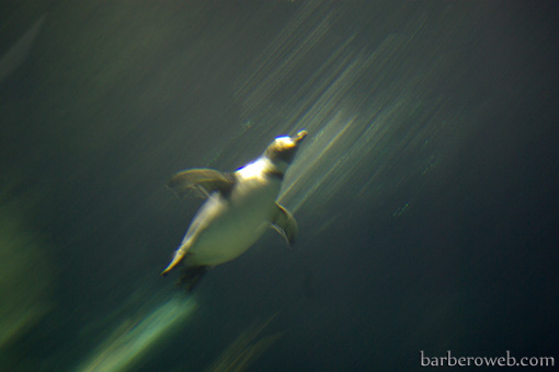 Foto: Pinguino nadando