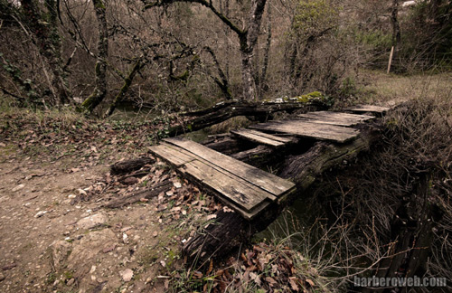 Foto: Puente entre el bosque