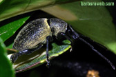 Fotografia macro de un bicho