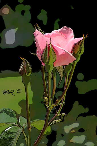 Foto: Rosa rosa coloreada