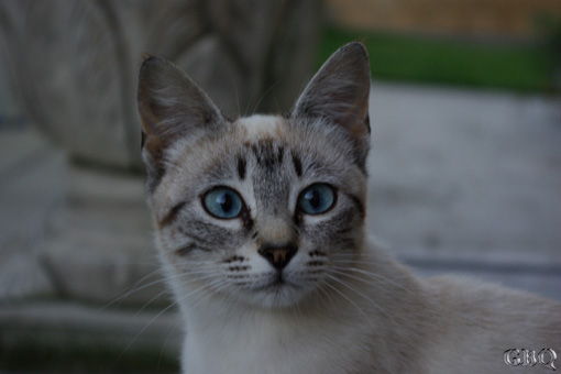 Foto: Atención felina