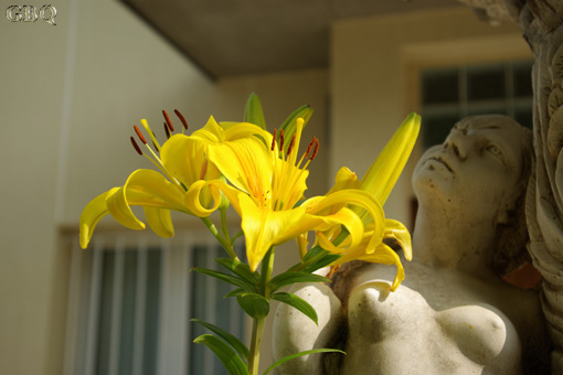 Foto: La estatua y la flor