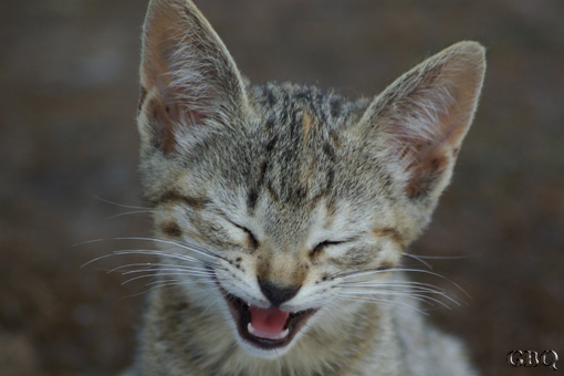 Foto: El gato que rie!!!