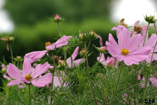 Foto: Flor violeta