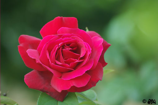 Foto: Una rosa