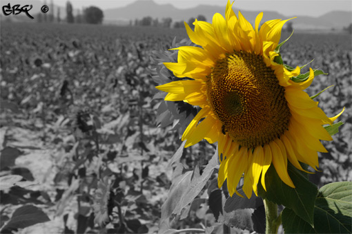 Foto: Girasol sobre blanco y negro