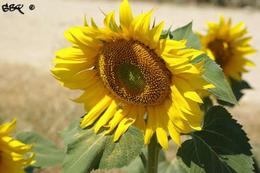 Foto: La abeja y el girasol