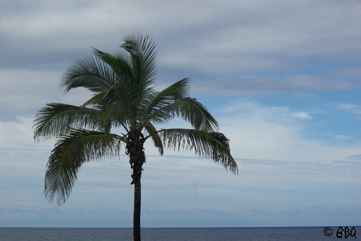 Foto: Palmera solitaria