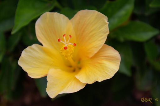 Foto: Flor amarilla