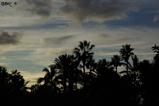 Foto: Palmeras - Silueta