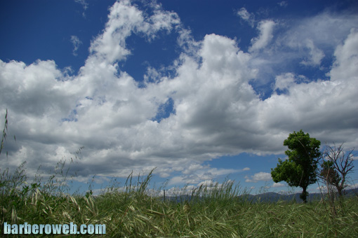 Foto: Arbol solitario bajo las nubes