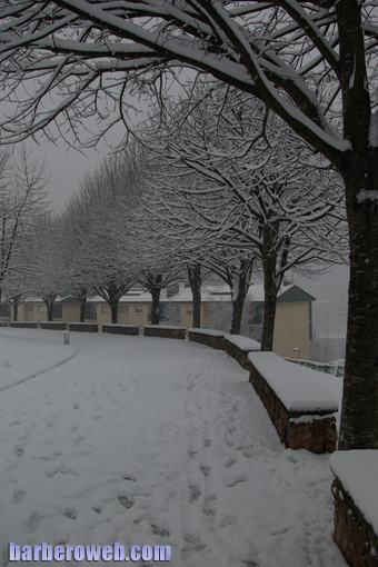 Foto: Arboles nevados