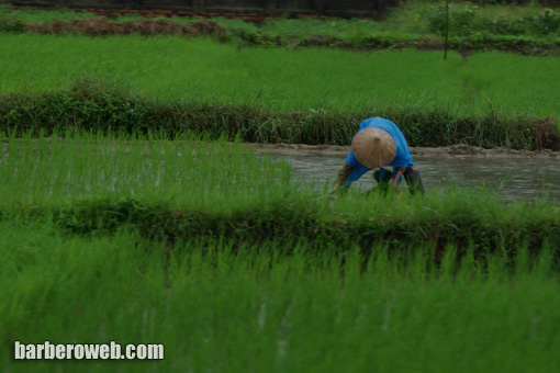 Foto: Arrocero en Vietnam