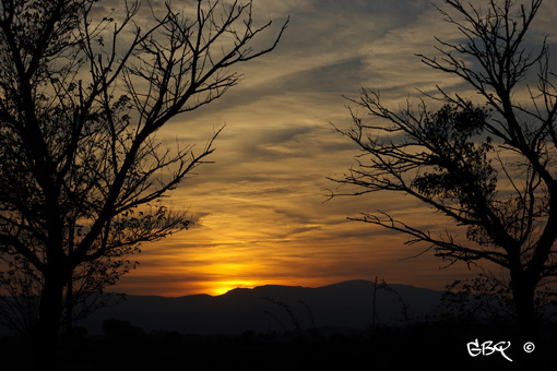 Foto: Atardecer entre arboles