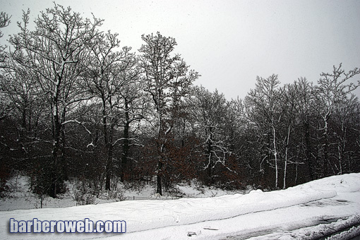 Foto: Bosque con nieve
