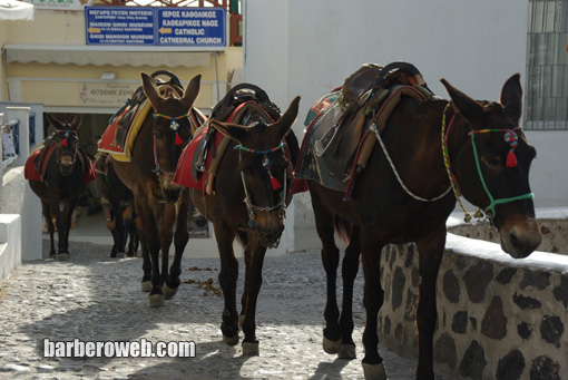 Foto: Burros utilizados para subir a Santorini