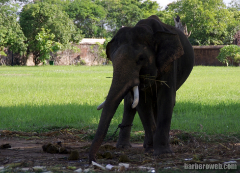 Foto: Cría de elefante