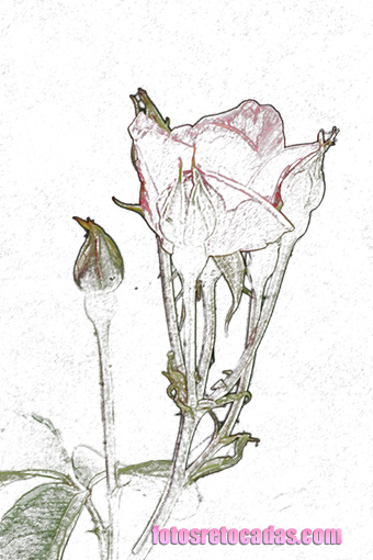 Foto: La rosa como un dibujo