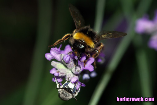 Foto: Dos abejas por el precio de una