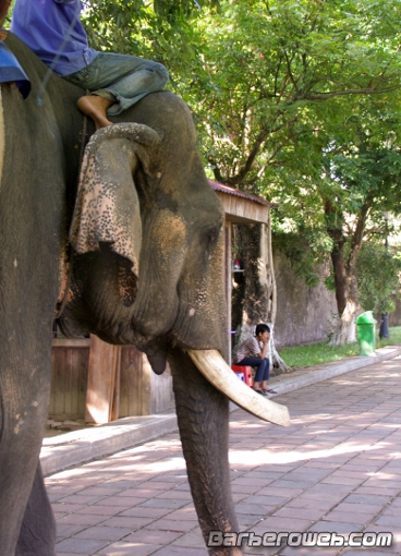 Foto: Elefante en Vietnam