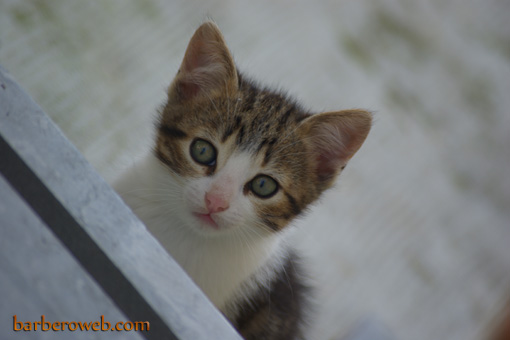 Foto: El gato atento