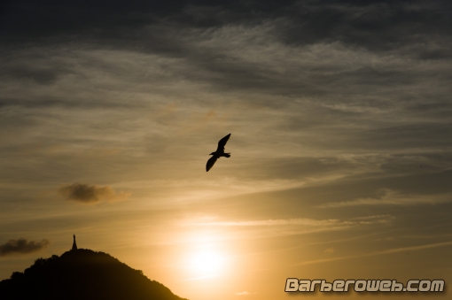 Foto: Gaviota al contraluz