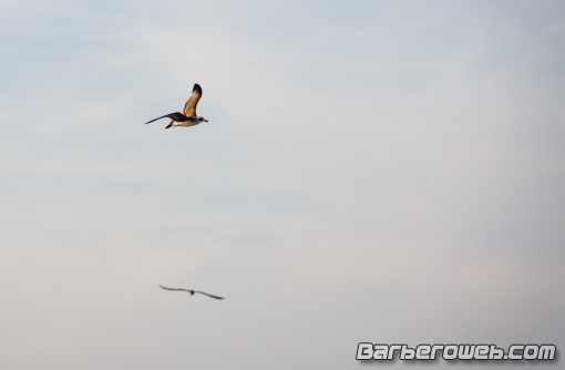 Foto: Gaviotas