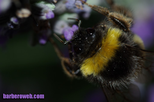 Foto: Macro de una abeja
