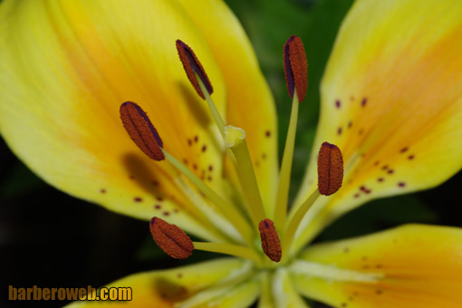 Foto: Macro de una azucena