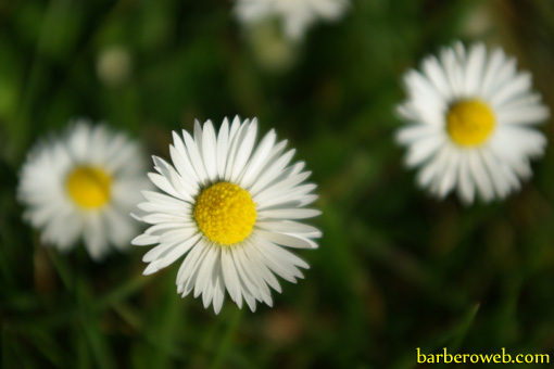 Foto: Margaritas en el jardin