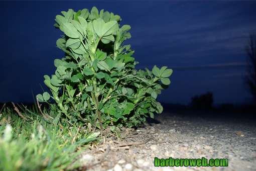 Foto: Matorral convertido en grande