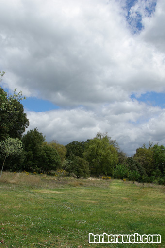 Foto: Nubes sobre el bosque