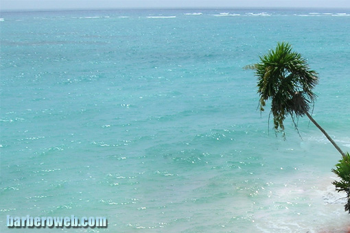 Foto: Palmera en playa paraiso