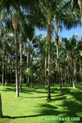 Foto: Palmeras en sombras