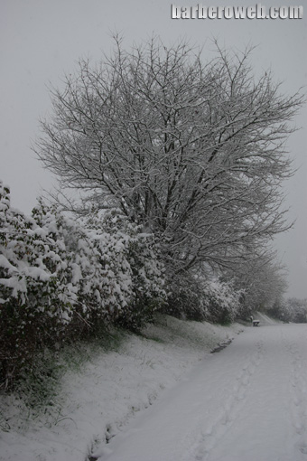 Foto: Un paseo nevado