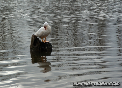 Foto: Pato en el pedestal