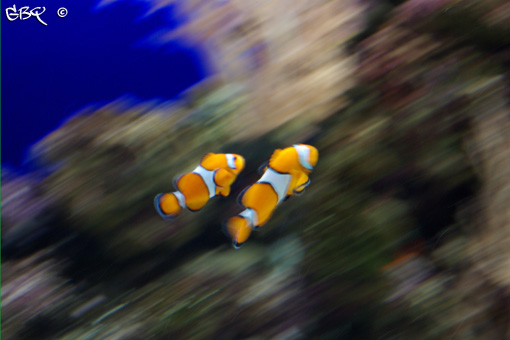 Foto: Peces buscando a Nemo