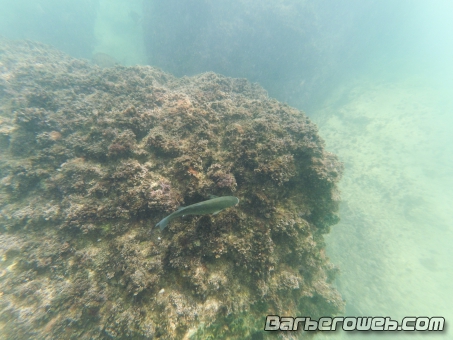 Foto: Bajo el agua