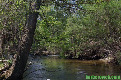 Foto: Rio entre arboles