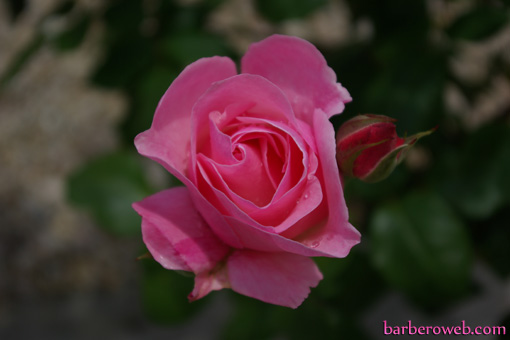 Foto: Una rosa de color rosa