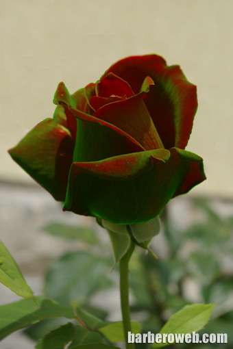 Foto: Una rosa con aspecto vegetal
