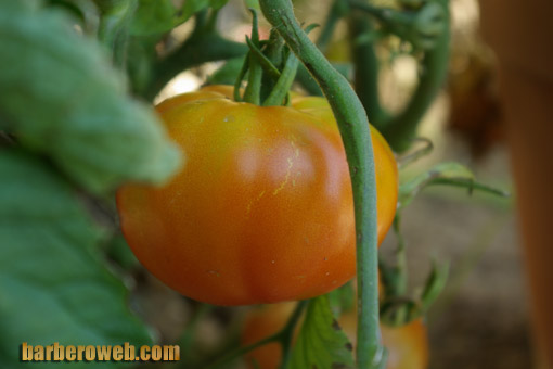 Foto: Tomate en planta