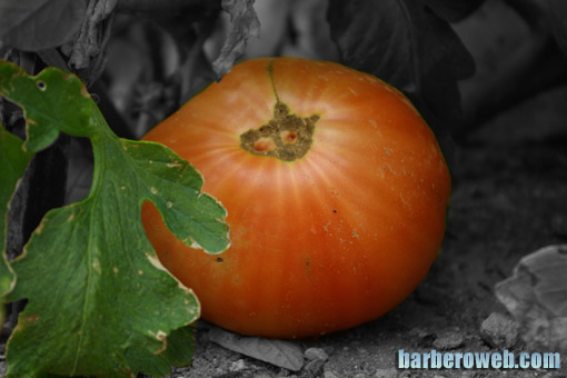 Foto: Tomate de color sobre blanco y negro