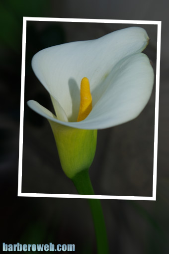 Foto: Tulipan descuadrado