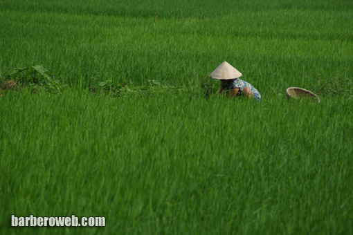 Foto: Arrocera trabajando. Vietnam