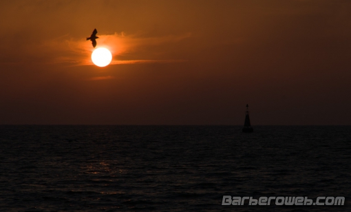 Foto: Volando al atardecer