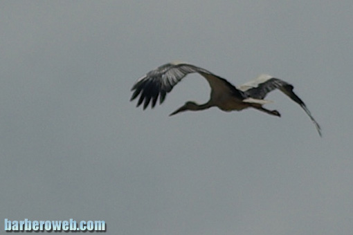 Foto: El vuelo de la cigüeña