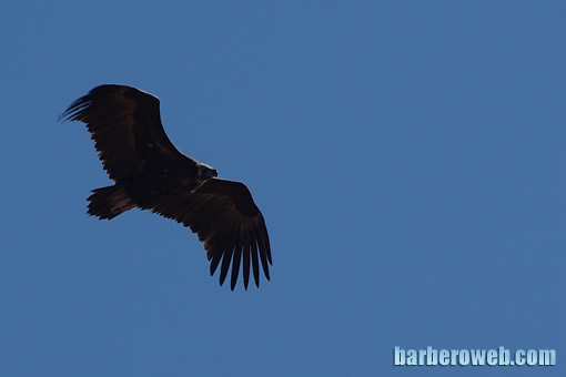 Foto: El vuelo del buitre