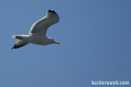 Foto: Gaviota en vuelo